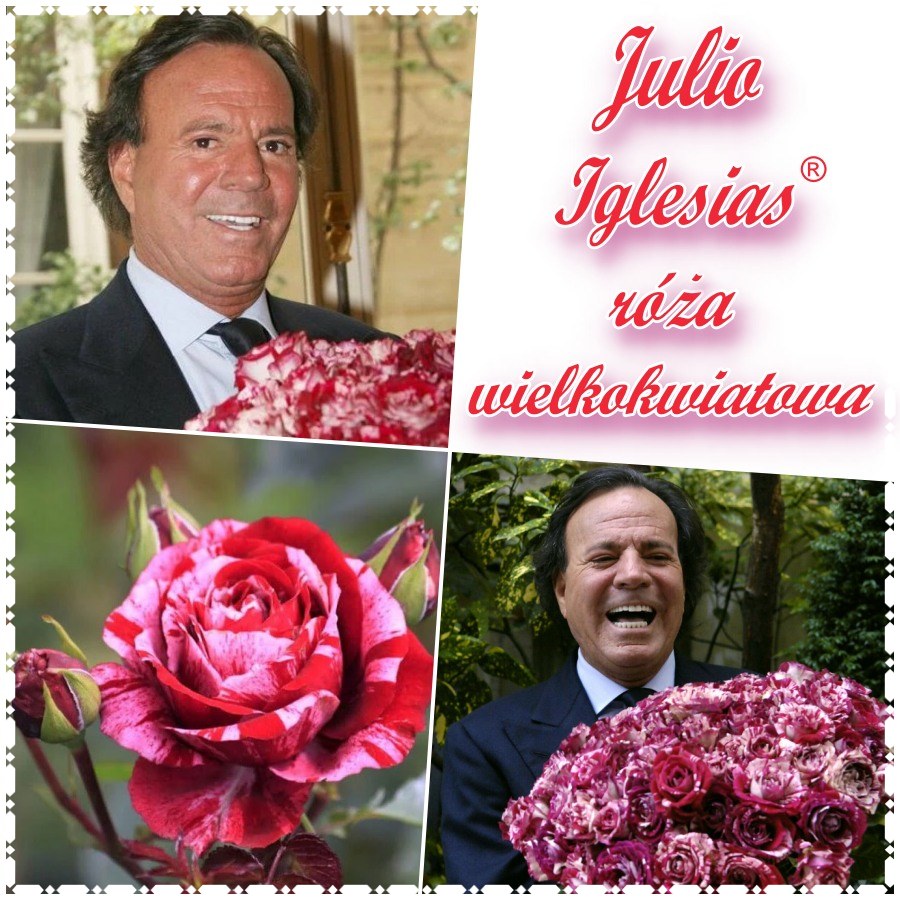 Róża wielkokwiatowa JULIO IGLESIAS